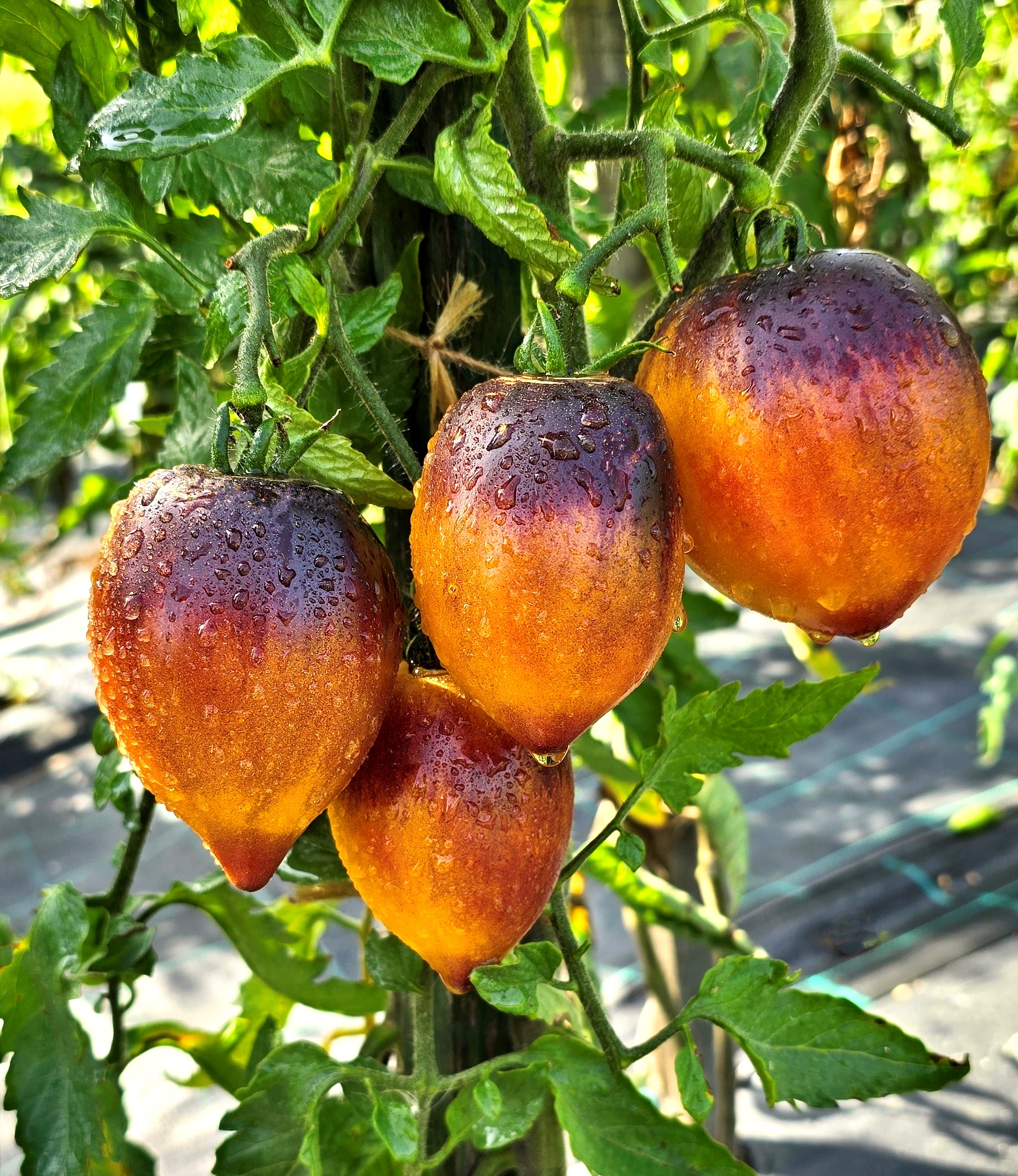 Tomato selection by S.Saakova N.Zhegalin T.Nagle: DENIS'S HEART Tomato